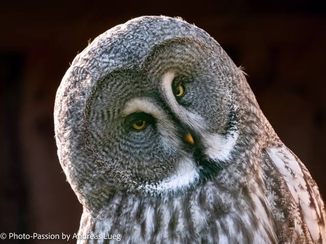 Bartkauz (Strix nebulosa)
