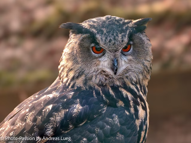 Uhu (Bubo bubo), erkennbar an den großen Federohren und den intensiven orangenen Augen.