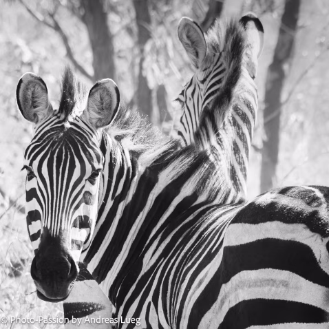 Zwei Zebras in inniger Zweisamkeit