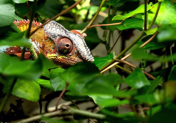 Fauna! Fauna! Die Tierwelt in aller Herren Länder hat mich schon immer sehr interessiert. Nichts ist spannender, als sich den...