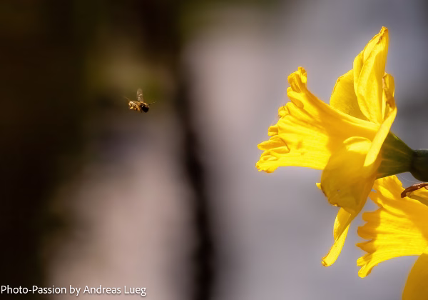 Floral! Floral! Das Leuchten der Blüten ist die Pflanze gewordene Sonne. Blumen erwärmen unsere Herzen! Blüten, Pflanzen...
